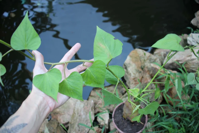 Impara a coltivare patate dolci in casa usando solo sacchi! 🍠🌱