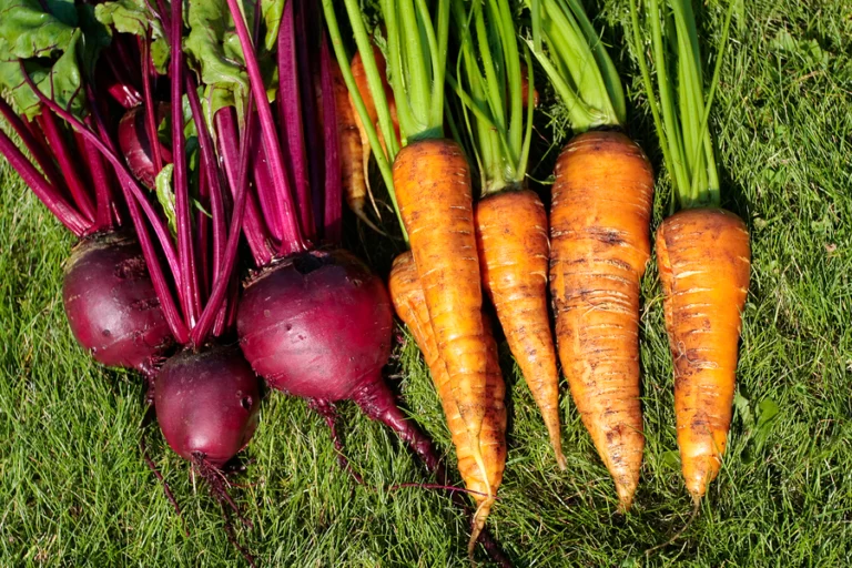 Linee guida per la semina degli ortaggi a giugno per un raccolto estivo abbondante