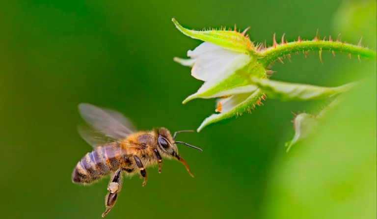 🌼 Impara a conoscere gli insetti striati del tuo giardino e proteggi i piccoli impollinatori 🐝🌸