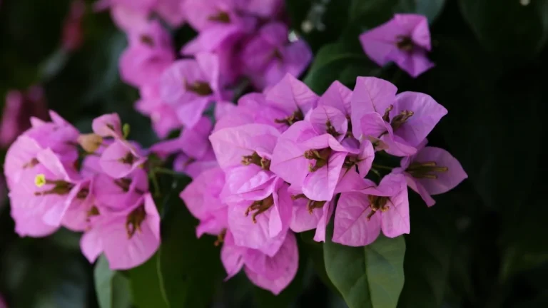 Il segreto per avere una bouganville piena di fiori tutto l’anno in casa! 🌸✨