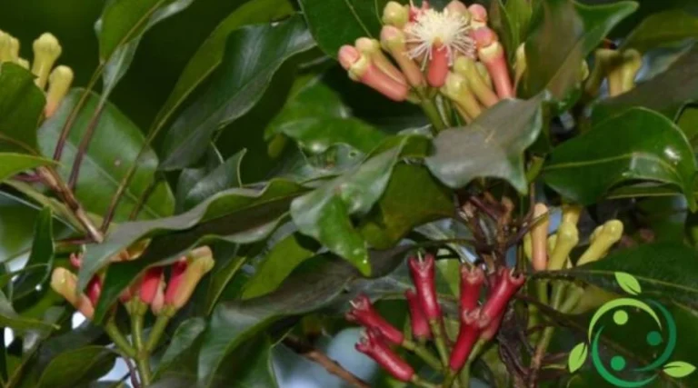 🌿 Coltivare i propri chiodi di garofano: un’esperienza ricca di aromi, sapori e benessere