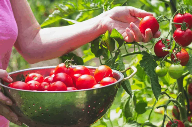 Come Piantare Verdure nel Tuo Giardino in Modo Efficiente 🌱🌻