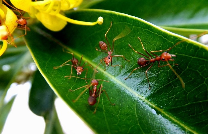 Dite addio alle formiche del giardino con una potente soluzione naturale 🍌🌸