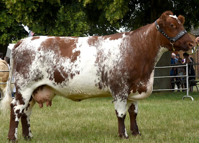 Panoramica delle 12 migliori razze bovine da carne per la produzione di carne