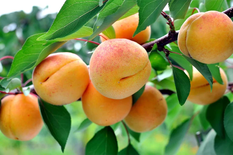 7 alberi da frutto che puoi coltivare facilmente in vaso a casa! 🍊🌳