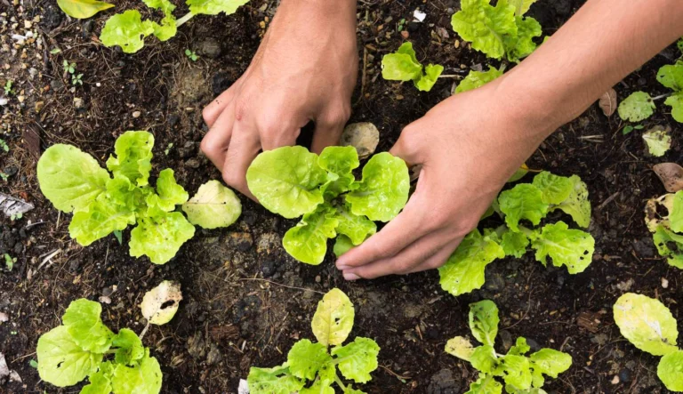 9 Verdure da Coltivare Insieme