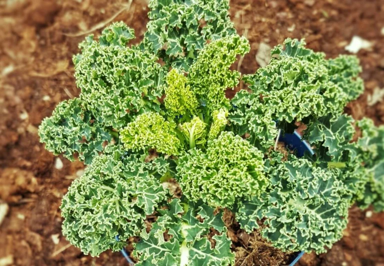 Come preparare un fertilizzante fatto in casa con le foglie di ricino per coltivare un cavolo gigante 🌱✨