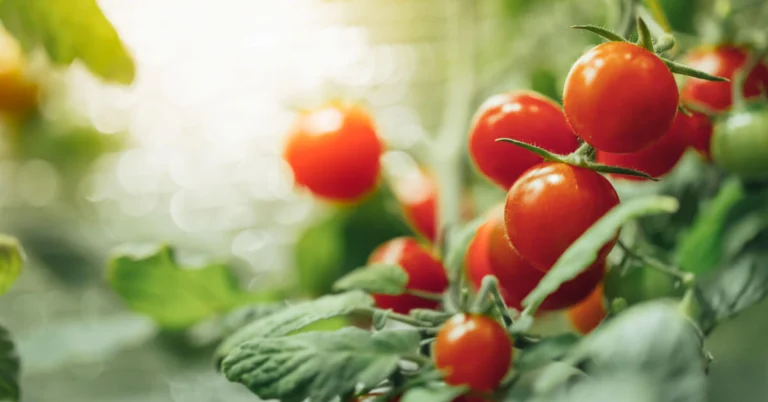 Tecniche infallibili per coltivare pomodori gustosi in grandi quantità 🍅