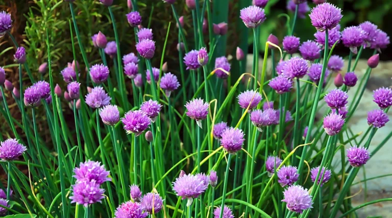 Trasforma la tua casa in un giardino di successo: coltiva l’erba cipollina in modo economico e sostenibile 🌱🧑‍🌾