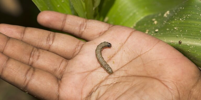 Il Tesoro Nascosto sotto il Tuo Giardino: Le Minnohoca e il Loro Potere Incredibile 🐛🌱