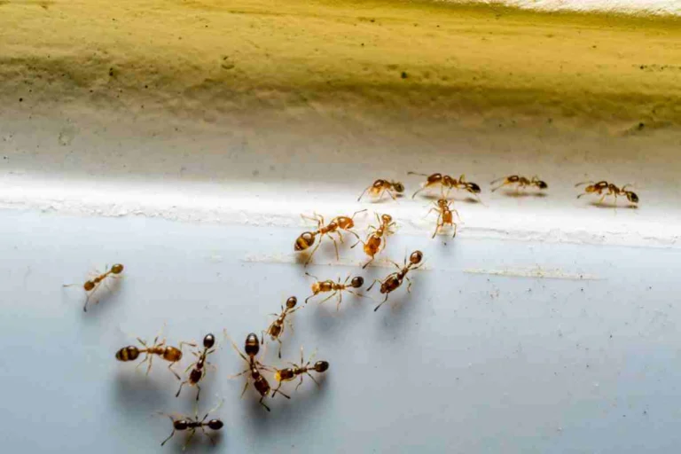 Come tenere la casa libera dai parassiti con rimedi naturali facili da preparare 🪴🐜