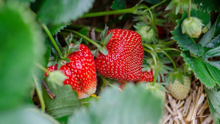🌱 Scopri come coltivare fragole in casa e avere frutta fresca tutto l’anno 🍓