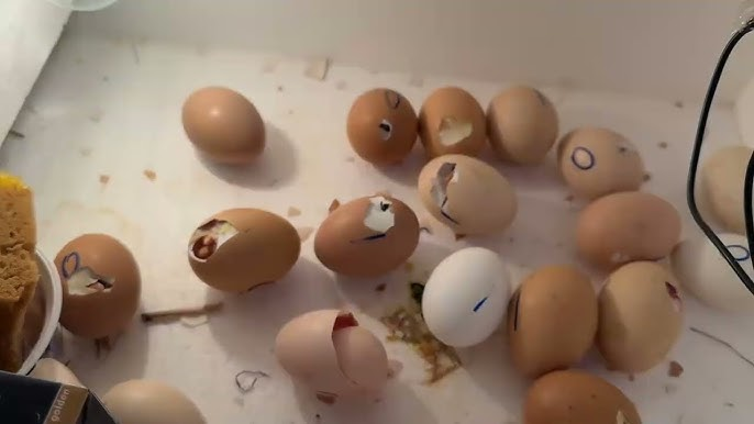 Come incubare le uova a casa: guida completa e dettagliata 🐣