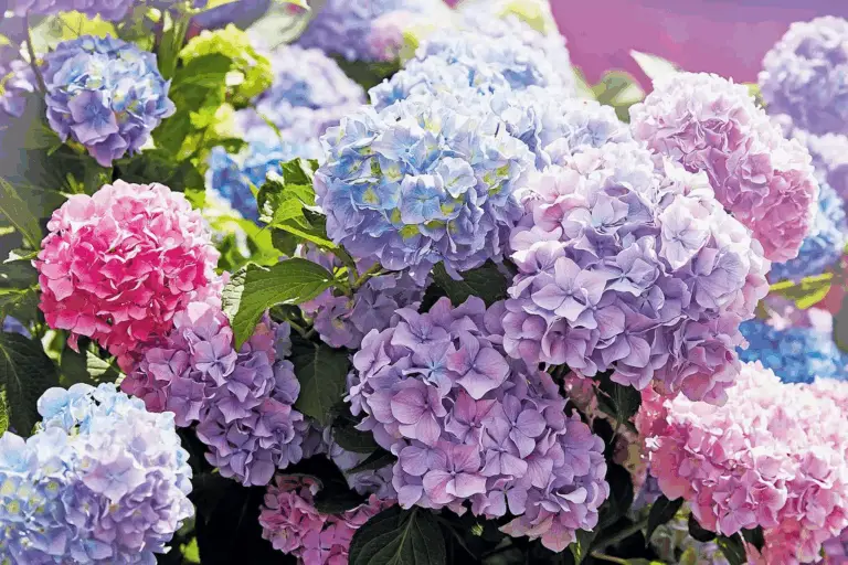  Segreti di un Giardino Fiorito: Tutto sulle Ortensie per il Tuo Spazio Verde 🌸