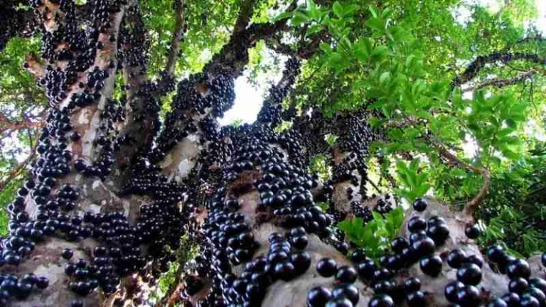 Segreti naturali per far fruttificare la tua Jabuticabeira tutto l’anno 🍇🌿