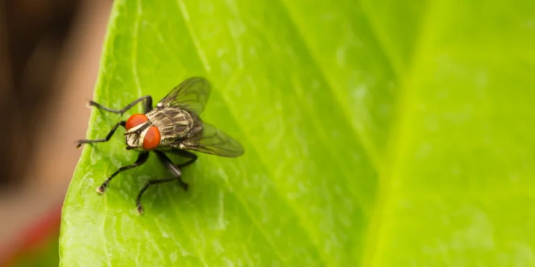 Come eliminare le mosche da casa in modo facile, economico e naturale! 🪰✨