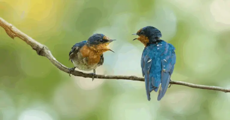 I suoni degli animali: un viaggio nel mondo delle vocalizzazioni animale