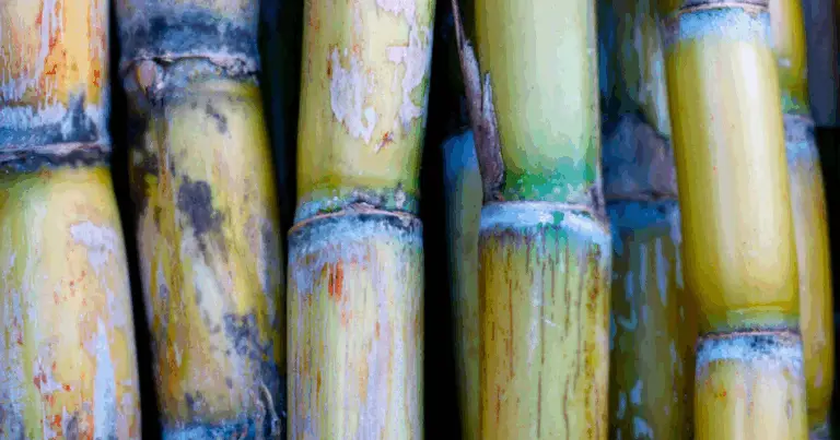 Consigli fondamentali per difendere la tua canna da zucchero e ottenere un raccolto di qualità 🌱🍬