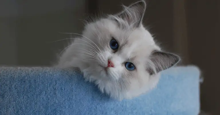 Guida completa ai gatti più popolari e alle loro caratteristiche distintive