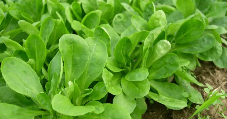  Giardini di Ombra: 16 Verdure Ideali per Coltivare in Spazi con Poca Luce ☀️🌱