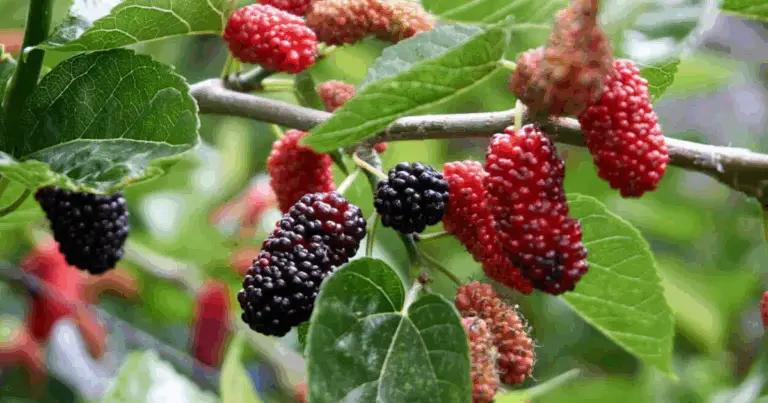 Plantare alberi che migliorano il nostro spazio verde 🌳🌞