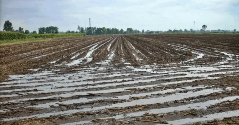Consigli di Giardinaggio e Agricoltura Organica