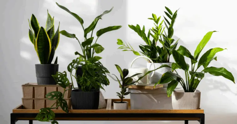  segreti per mantenere le tue piante di casa sane e felici