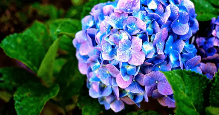 Come controllare il colore delle ortensie a casa in modo facile ed efficace! 🌸