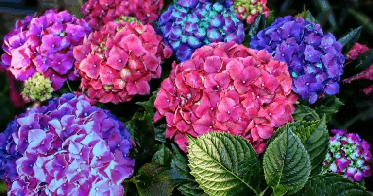 Tutto quello che Devi Sapere per Far Fiorire le Tue Ortensie e Creare un Giardino da Sogno! 🌸🌿✨