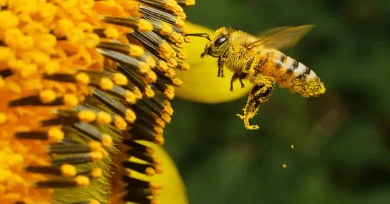 Consigli per un orto ecologico e didattico a lungo termine 🌱