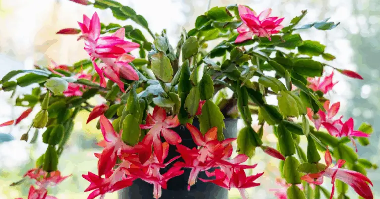 Trasforma il tuo giardino con semplici cure e consigli d’oro per il tuo cactus di Natale! 🌵🌺🌟