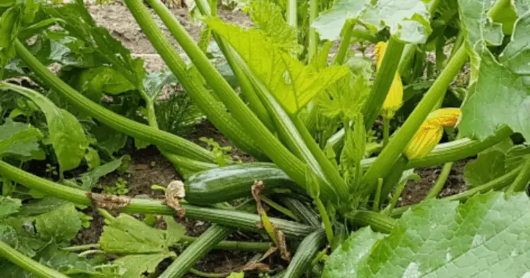 4 strategie complete per concimare le tue zucchine e garantire un raccolto eccezionale 🌿