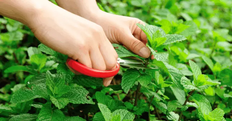 Consigli dettagliati per una potatura efficace delle erbe aromatiche nel tuo giardino 🌿✨