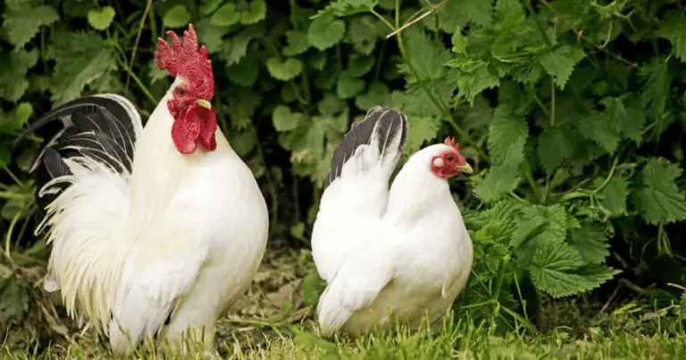 Scopri le migliori razze di polli per la tua fattoria e rendi il tuo cortile più vivace! 🐔🌿