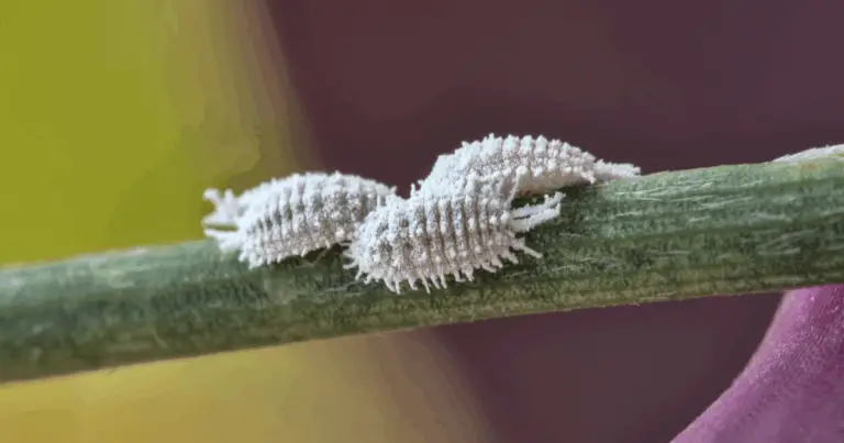 I segreti per un giardino rigoglioso e libero da parassiti in modo naturale 🌳🦋