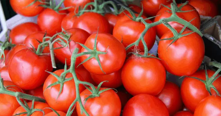 Segreti Fondamentali per Raccogliere Pomodori da Invidia! 🍅🇮🇹