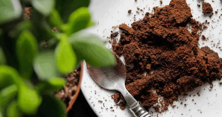 Segreti e consigli per un giardino verde e rigoglioso con il cafésatz ☕🌿