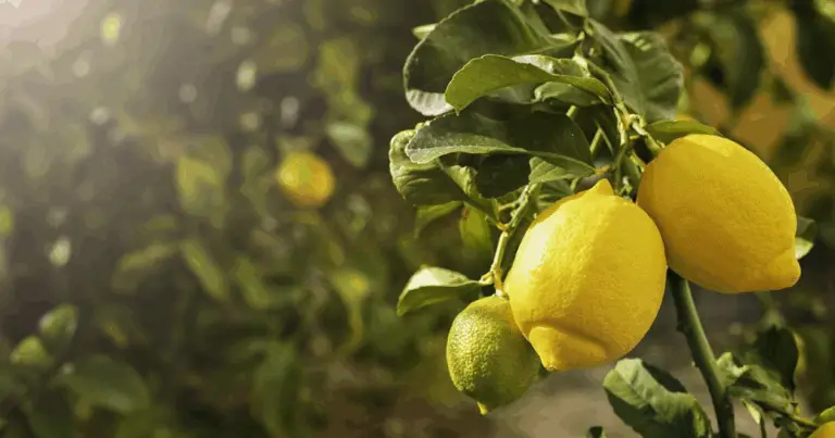 Consigli essenziali per prendersi cura del vostro albero di limone e garantire un raccolto abbondante, sano e bello 🍋✨