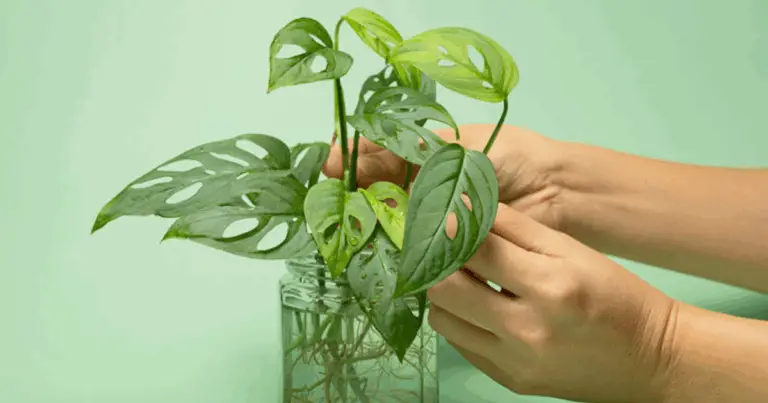 Scopri le piante che puoi coltivare in acqua e trasforma la tua casa in un giardino senza terra 🌿💧