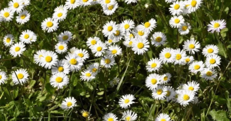 “Erbacce” 🌿: Vere Guardiane della Natura e del Suolo