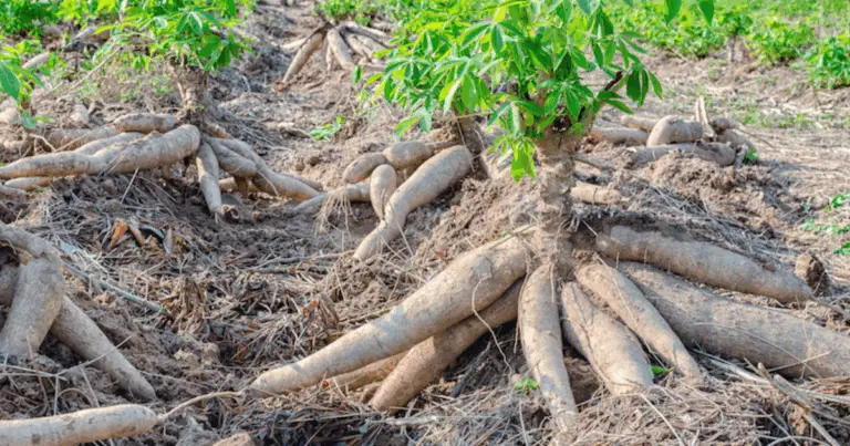 Tutto quello che devi sapere sul periodo di crescita della manioca per ottenere un raccolto di successo!