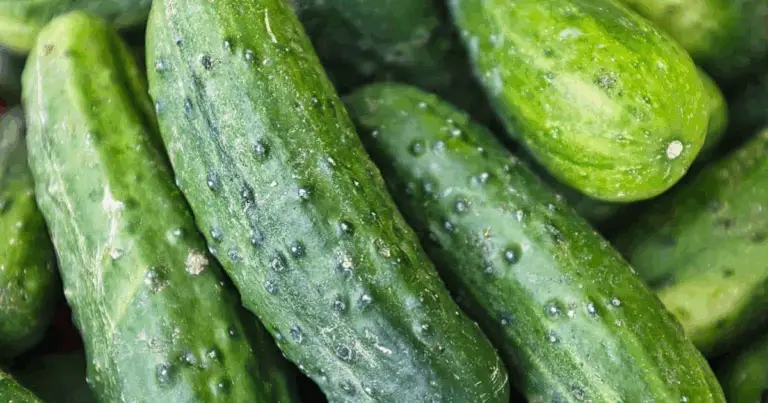 Guida dettagliata al ciclo vitale del cetriolo per una coltivazione di alta qualità 🌱