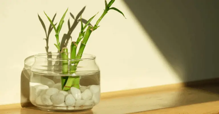 8 Piante che puoi coltivare in acqua: una guida completa alla coltivazione idroponica domestica