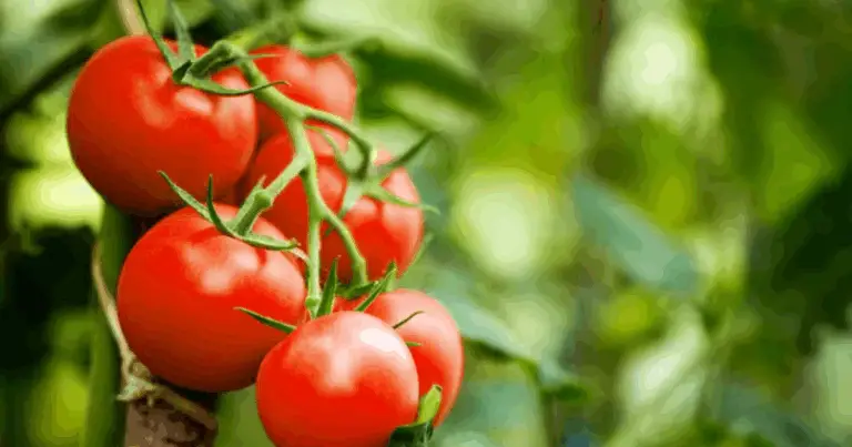 L’Italia e il Pomodoro: Una Storia di Passione e Tradizione
