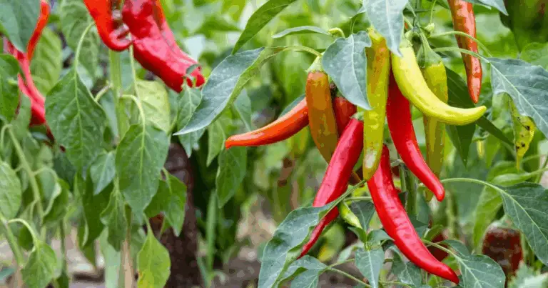 12 Consigli Fondamentali per Coltivare Peperoni Ricchi di Gusto e Produzione Abbondante