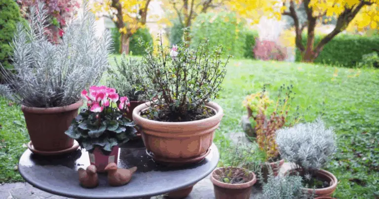 Segreti del Giardino Verde 🌿✨ Come Proteggere Casa e Famiglia con il Gusto del Louro!