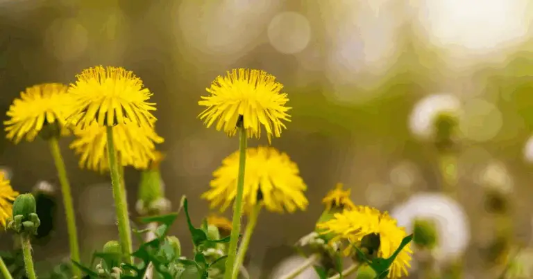 Perché dovresti abbandonare i denti di leone: un sistema di supporto vitale per gli impollinatori e la salute dell’ecosistema