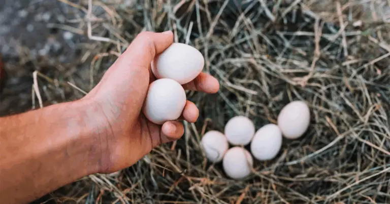 Segreti per costruire un’incubatrice per uova di gallina fatta in casa, semplice ed efficiente