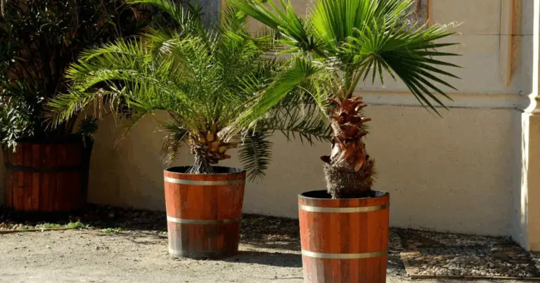 Come coltivare una palma da datteri da una pietra in casa e lasciarsi stupire dalla natura 🌴✨
