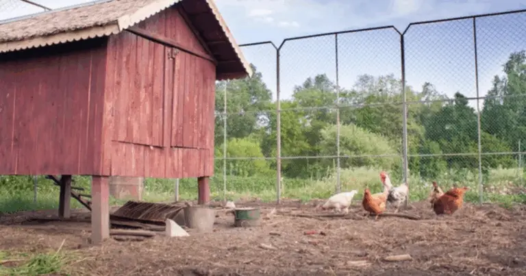 Costruire un pollaio funzionale e sicuro 🐔✨